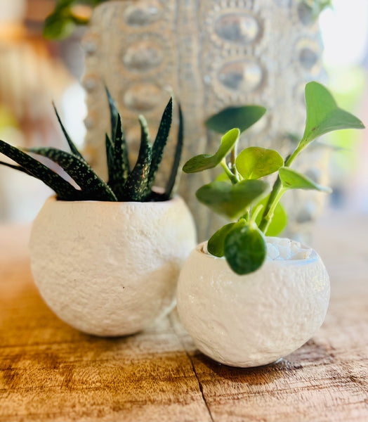White Succulent Pots set of 2