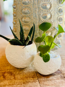 White Succulent Pots set of 2